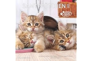 ‎ALPHA EDITION Alpha Edition - Samtpfötchen 2025 Broschürenkalender, 30x30cm, Wandkalender mit Platz für Notizen und Termine, beeindruckende Katzen-Motive, Monatsübersicht und Ferientermine DE/AT/CH