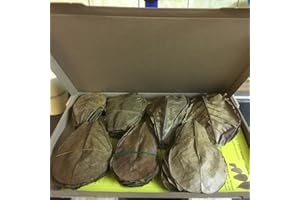 CATAPPA-LEAVES ~100 pequeño hojas de almendro indio (=100 gramos) Ketapang, Indian Almond, Catappa Leaves