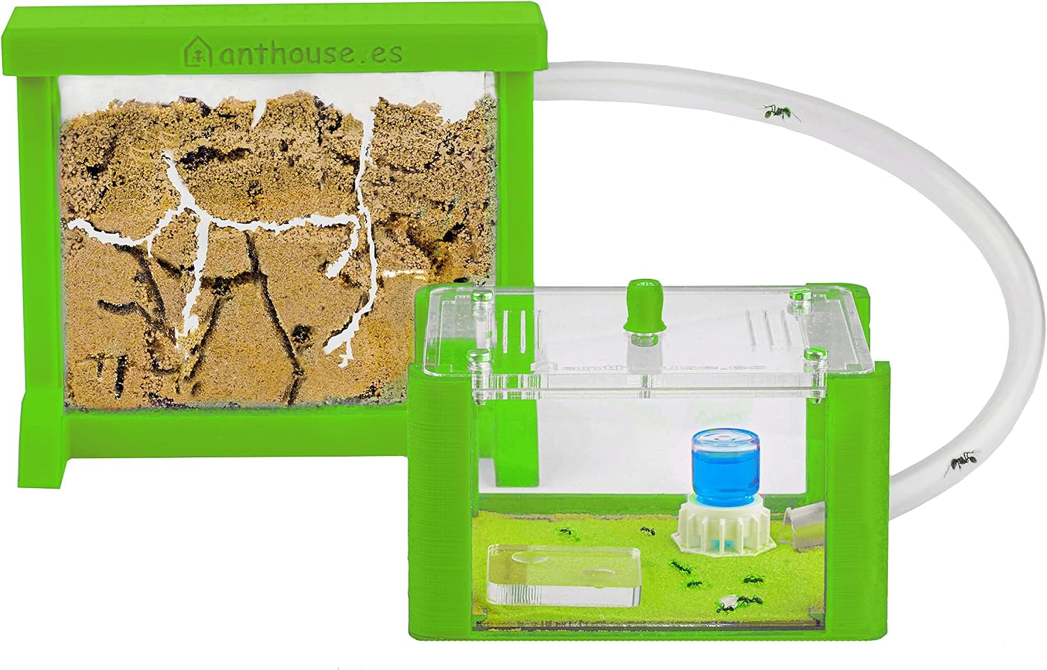 Anthouse - Hormiguero Natural de Arena Básico- Terrario 3D de Hormigas con Colonia Incluida - Kit Hormiguero Acrílico Tipo Sándwich (12x10x1 cm), Caja de Forrajeo con Tapadera (18x10x5 cm) - Verde