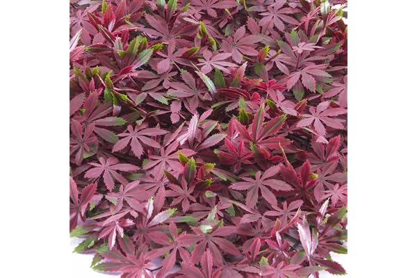 TENAX Divy 3D Panel Arce 0,50 x 0,50 m Vert-Rouge, Panneau Modulaire en Feuilles de Érable Artificielles pour Décoration Murale et Jardin Vertical