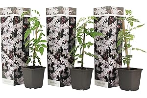 Plant in a Box - Jasminum Officinale - Set de 3 - Jasmijn - Maceta 9cm - Altura 25-40cm