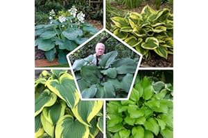 DUTCH BULBS EXCLUSIVE PLANTS FROM HOLLAND Collezione di piante perenni di Hosta gigante, mix di 5 ibridi di Funkia in 5 varietà, grandi piante perenni a radice nuda resistenti all'inverno di Funkia dall'Olanda