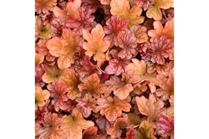 GARDENERSDREAM Heuchera Peach Flambe - Coral Bells Garden Ready Potted Plants - Outdoor Perennial in Pot - Hardy Flowering Plant (9cm Pot, 10-20cm)