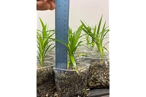 PLANTS PARADISE LTD Pandan, Bai Toey HOM, Pandanus amaryllifolius, Screwpine, pulao pata,one Healthy Plant from UK