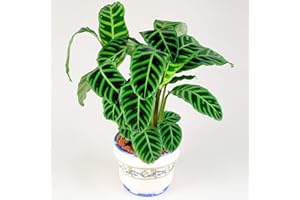 GARDENERSDREAM 30-40 cm Calathea Zebrina Plante Zébrée | Parfaite pour la Maison ou le Bureau