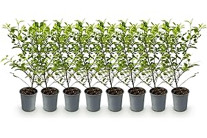 GREEN BOUTIQ GreenboutiQ - Plantes de haie - Ligustrum ovalifolium Aureum - feuilles jaune vert - 8 plantes - 1 mètre linéaire - persistant - pot de 9 cm hauteur 35-40 cm