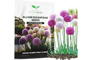 Magic of Nature: Jätteallium Frön (60 st) - Allium giganteum