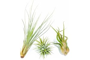 PLANDAIRE - PACK Luftväxter - Tillandsia Ionantha, T. Caput-medusae, T. Juncea - Naturliga blommande växter - utomhus och inomhus (3)