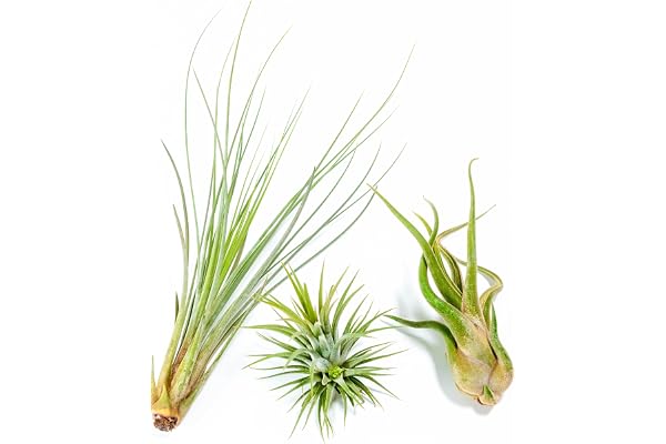 PLANDAIRE - PACK Plantes d'air - Tillandsia Ionantha, T. Caput-medusae, T. Juncea - Plantes à fleurs naturelles - Extérieur et intérieur (3)