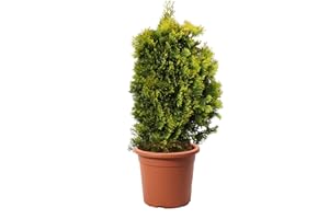 KENTIS - Thuja Smeraldo - Thuja Occidentalis Golden Smaragd - Piante Vere da Esterno Sempreverdi - Pianta da Siepe - H 100-120 cm Vaso da Coltura Ø 24 cm