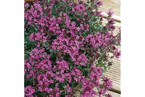 Thyme Plants, Ready for The Garden. 'Creeping Red'. Evergreen Perennial herb That is Amazing Ground Cover. 9cm Plant x 2. Available from Bedwen Plants.