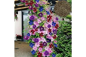 PGONA Benoon Clematis Seeds, 100Pcs / Bag Clematis Seeds Saludable Fácil De Plantar DIY House Plantas Decorativas Semillas Para El Hogar Color mezclado Semillas de Clematis
