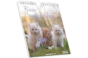 ‎ALPHA EDITION Alpha Edition - Kleine Samtpfötchen Kalender 2026 – Postkartenkalender 16×17 cm mit Katzenmotiven, zum Aufstellen oder Aufhängen, niedlicher Tischkalender & Geschenkidee für Katzenliebhaber