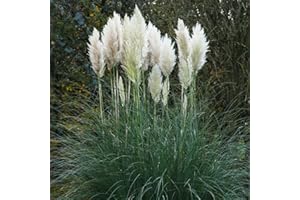 GARDENS4YOU Cortaderia selloana Pampas Grass White - 1 Plant