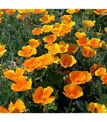Kalifornischer Goldmohn - Mohn - 500 Samen : Amazon.de: Garten