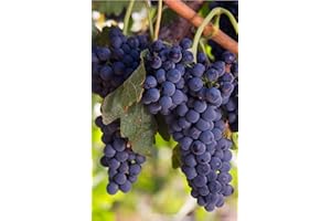Pianta di Vite varietà Sangiovese pianta di uva vigna da vino pianta di uva Sangiovese innestata pianta vera di vite venduta da eGarden.store