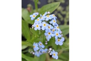 WASSERPFLANZEN WOLFF - Myosotis palustris - Sumpfvergißmeinnicht, hellblau - heimisch - 2er-Set QUALITÄTSSTAUDEN in 9x9cm Töpfen- winterhart!