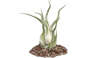 EXOTENHERZ Planta tillandsia caput-medusae, tamaño grande