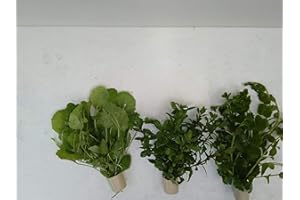 TUBIS-DE AQUA 3 Extra dick XXL verschiedene,Bundpflanzen im umweltfreundlichen Keramikring.