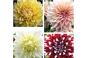 CAMBRIDGE FARMERS OUTLET 5 x Mixed Coloured 'Dinner-Plate' Dahlias (Tubers to Plant Yourself) Free UK Postage