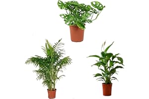 VIPARPLANT Mix Plant Indoor- PAck 3 plantes d'intérieur naturelles (P-3: Spathiphyllum + Monstera + Chamaedorea)