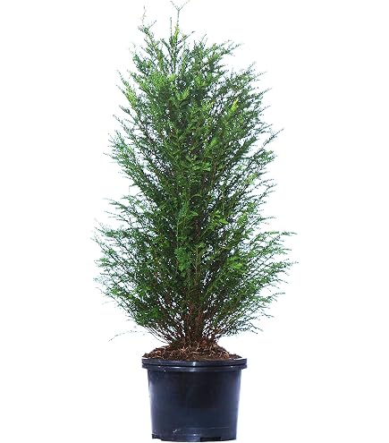 Taxus Baccata - 2 Eiben Kugeln- Taxus Kugel, Durchmesser: 35-40 cm :  Amazon.de: Garten