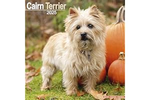 Cairn Terrier – Cairn Terrier 2025 – 16-Monatskalender: Original Avonside-Kalender [Mehrsprachig] [Kalender] (Wall-Kalender)