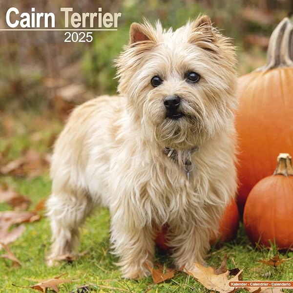 Calendrier 2026 Cairn Terrier A3 - Une Année D'Esprit Et De Charme Terrier - Calendrier Mural Chien