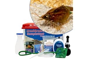 AQ4Aquaristik Triops cancriformis 6 Liter Komplettset mit Urzeitkrebseiern: Aquarium, Zuchtansatz, Filter, Luftpumpe, Zubehör, Futter und Anleitung
