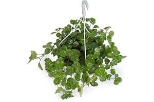 Cool Green - Planta natural interior - Planta del Dinero - Apta para Mascotas