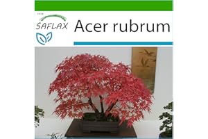 SAFLAX - Erable rouge - 20 graines - Avec substrat - Acer rubrum
