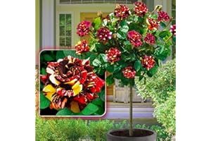 EUROPA GREEN Rosa de Pie alto - 120 cm de altura, ideal para balcón, terraza, jardín pequeño, apto para macetas y campo abierto (Hocus Pokus)