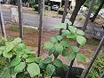 Nutri One One - Abono concentrado para plantas y flores, 1 litro ...