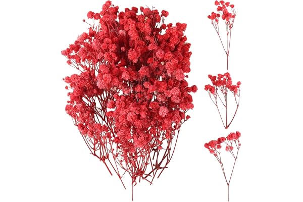 jwogngls 100 st torkade blommor, äkta naturliga torkade blommor, blekningsbeständig, minitorkad Gypsophila för botaniska exemplar, fotoramar, nagelkonst