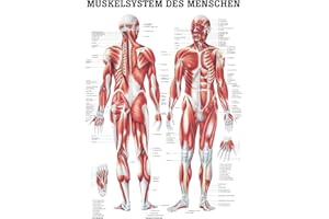 RDIGER- ANATOMIE GMBH Ruediger Anatomie TA04 Muscle System of Man Board, 70 cm x 100 cm, Paper