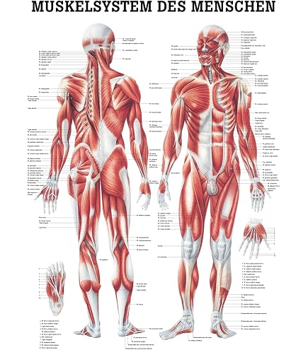 Anatomisches Mini-Poster 'Gefäßsystem' – 34x24 Cm, Farbig, Beschriftbar, Für Medizin Und Lehre