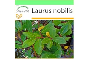 SAFLAX - Laurier vrai - 6 graines - Laurus nobilis