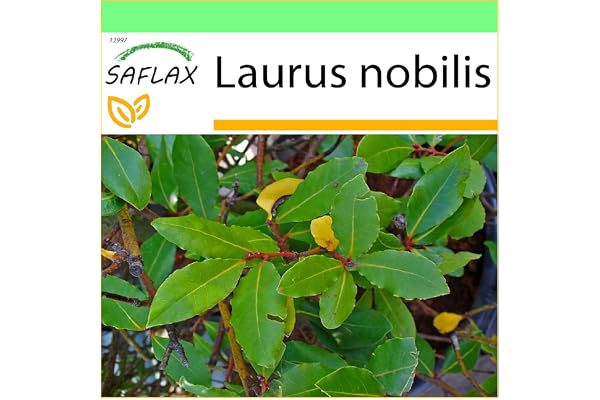 SAFLAX - Laurier vrai - 6 graines - Laurus nobilis