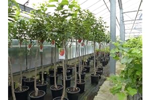 gruenwaren jakubik Kaki Baum 160-180 cm Sorte 'Rojo Brilliante' Kakipflaume