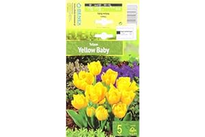 AGRONOM TESTED IN THE GARDEN AGRONOM | TULIPANES - YELLOW BABY | Bulbos de flores perennes | Flores Amarillo | Se cultivan en jardines de flores, macetas, se plantan en céspedes en flor | Paquete de 5 bulbos de flores