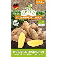 FLORTUS 2000-0444 BIO Gartenkartoffeln Bamberger Hörnchen 10 Stück I Festkochend, mittelfrüh – mittelspät I Kartoffeln…