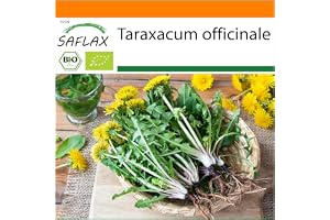SAFLAX - Ekologiskt - Maskros - 400 Frön - Taraxacum officinale