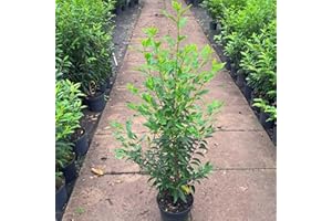 GARTENCENTER BARTELS Portugiesischer Kirschlorbeer Containerpflanzen 100-120 cm