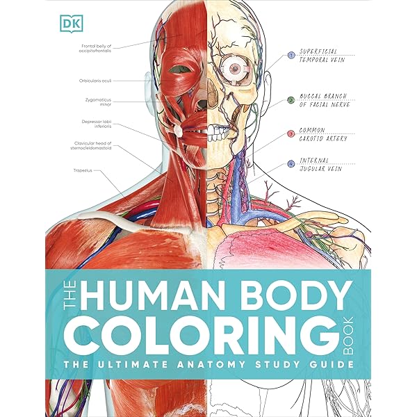 Netter's Anatomy Coloring Book : Hansen PhD, John T.: Amazon.co.za
