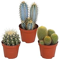 3er Set Kakteen Deko | Kaktus Zimmerpflanze | Kleine Kakteen | Höhe 11-20 cm | Topf-Ø 9 cm