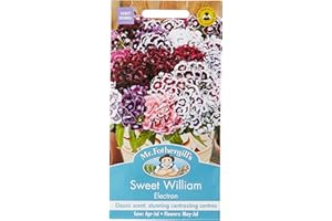 MR FOTHERGILLS Mr Fothergill?s Seeds Ltd 20756 Mr Fothergill's Sweet William Electron, Mixed