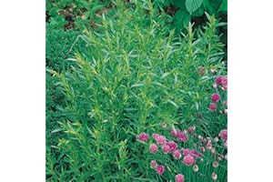 French Tarragon Plants Ready for The Garden. 'Vienco'. Estragon. New hardier Strain. Aniseed Flavour herb. 9cm Plant x 2. Available from Bedwen Plants.