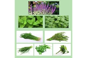 QMXC 800 Herb Seed Package Includes 8 Varieties Including Mint Cilantra Thyme Parsley Leeks Heirloom 100% Non-GMO Organic Herb Seeds for Planting Home Garden Easy-to-Plant Entry-Level Herb Kit