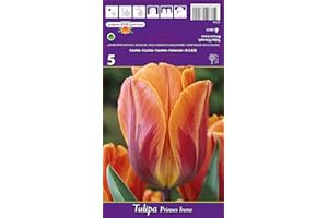 AGRONOM TESTED IN THE GARDEN AGRONOM | TULIPANES - PRINCESS IRENE | Bulbos de flores perennes | Flores Naranja-Rojo | Se cultivan en jardines de flores, macetas, se plantan en céspedes en flor | Paquete de 5 bulbos de flores