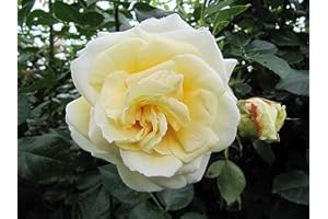 GORGEOUS GARDEN ROSES Creme De La Creme - 5.5lt Potted Climbing Garden Rose - Cream/Lemon Yellow, Fragrant, Repeat Flowering Blooms